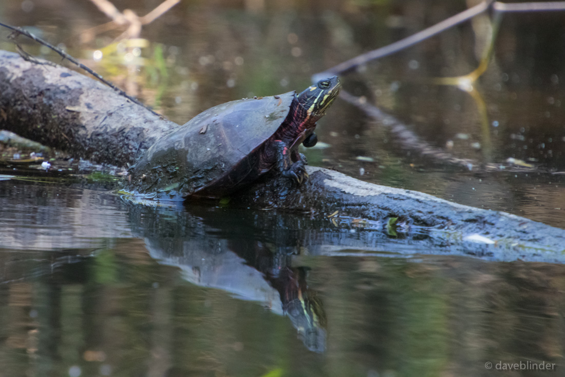 June2019 RockawayRiver-3762.jpg