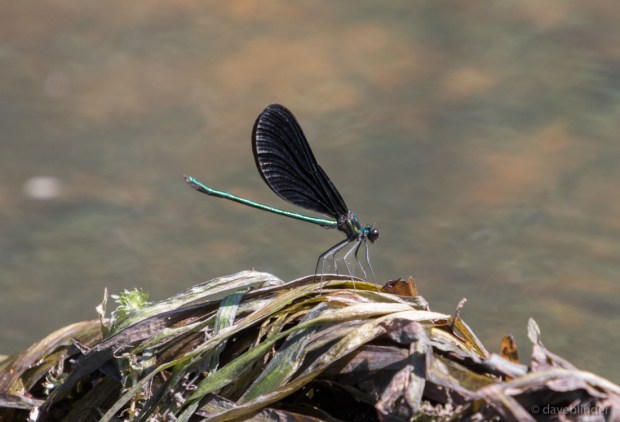 June2019 RockawayRiver-3798.jpg