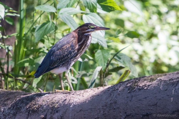 June2019 RockawayRiver-3817.jpg