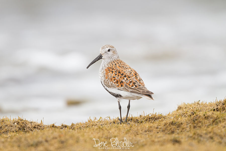 2ha IMG_0870 copy great bay blvd.jpg