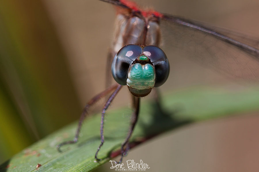 IMG_4504 copy blue faced meadowhawk FBOOK.jpg