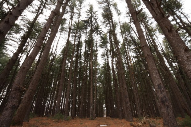 IMG_5350 copy March 3 2009 Jonathan's Woods.jpg