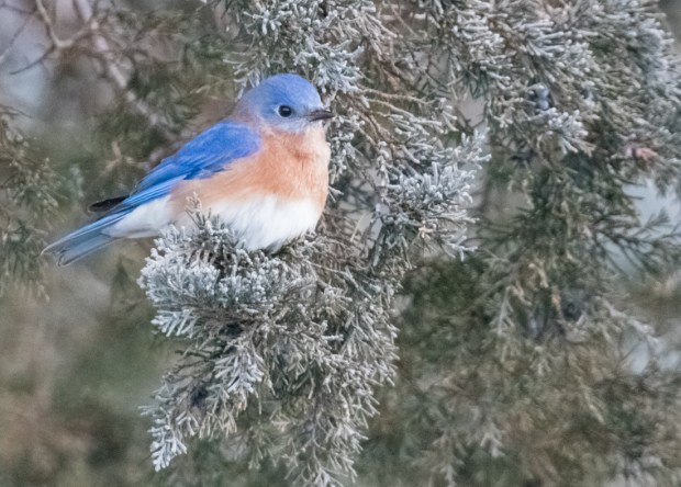 2019 Boonton CDC-1.jpg