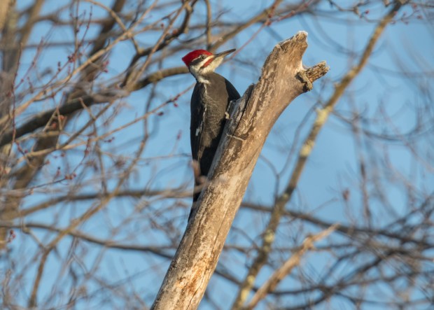 2019 Boonton CDC-7.jpg