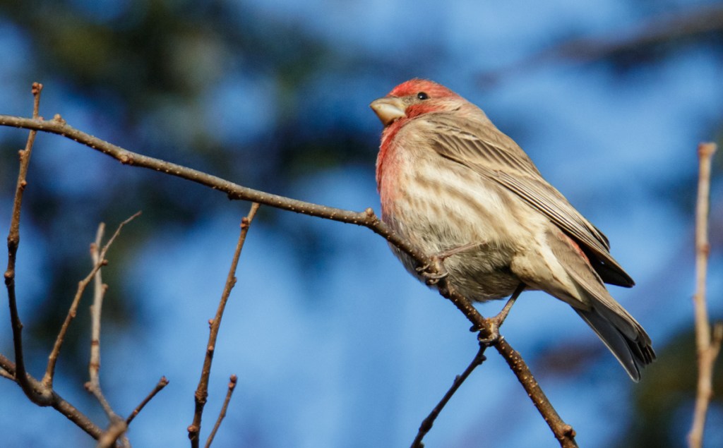 House Finch at Kincaid Woods