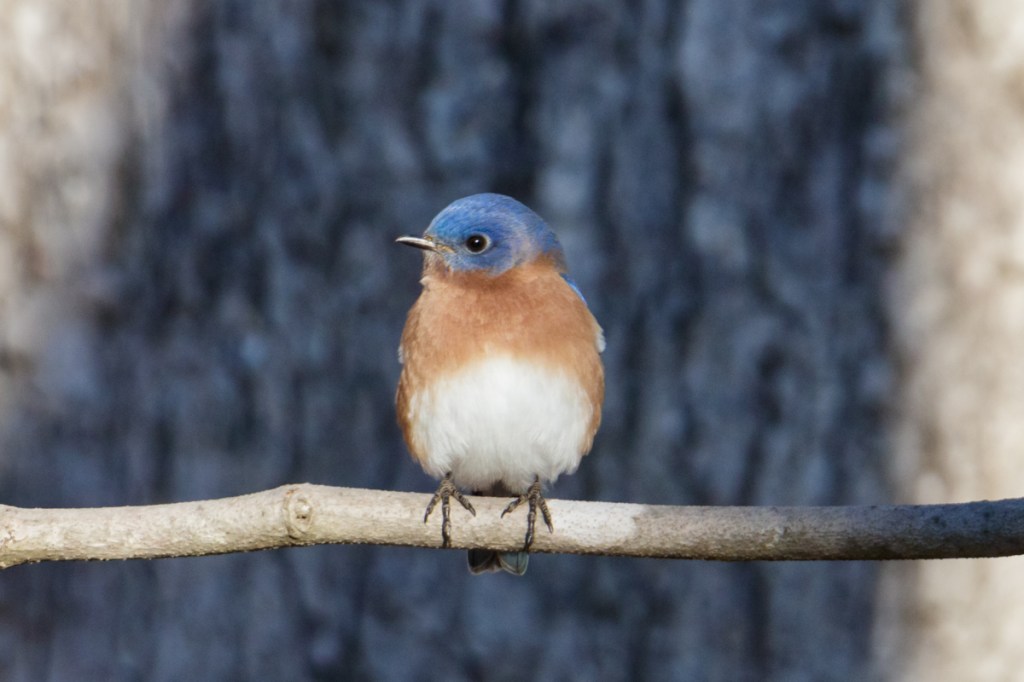 Eastern Bluebird at Deer Lake