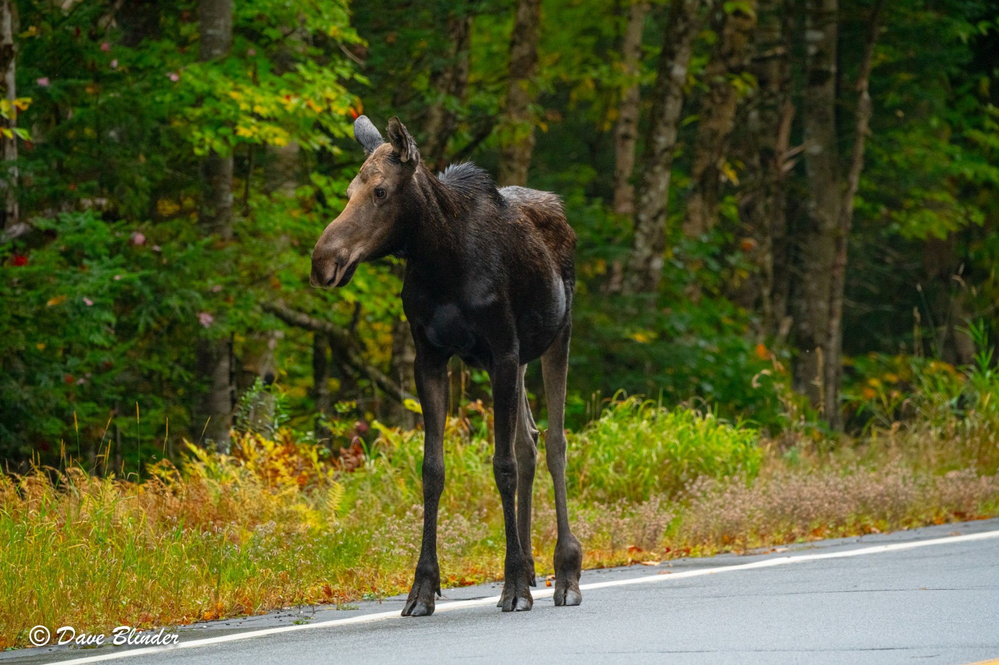 DSC09211 - Calf Moose at Moose Alley
