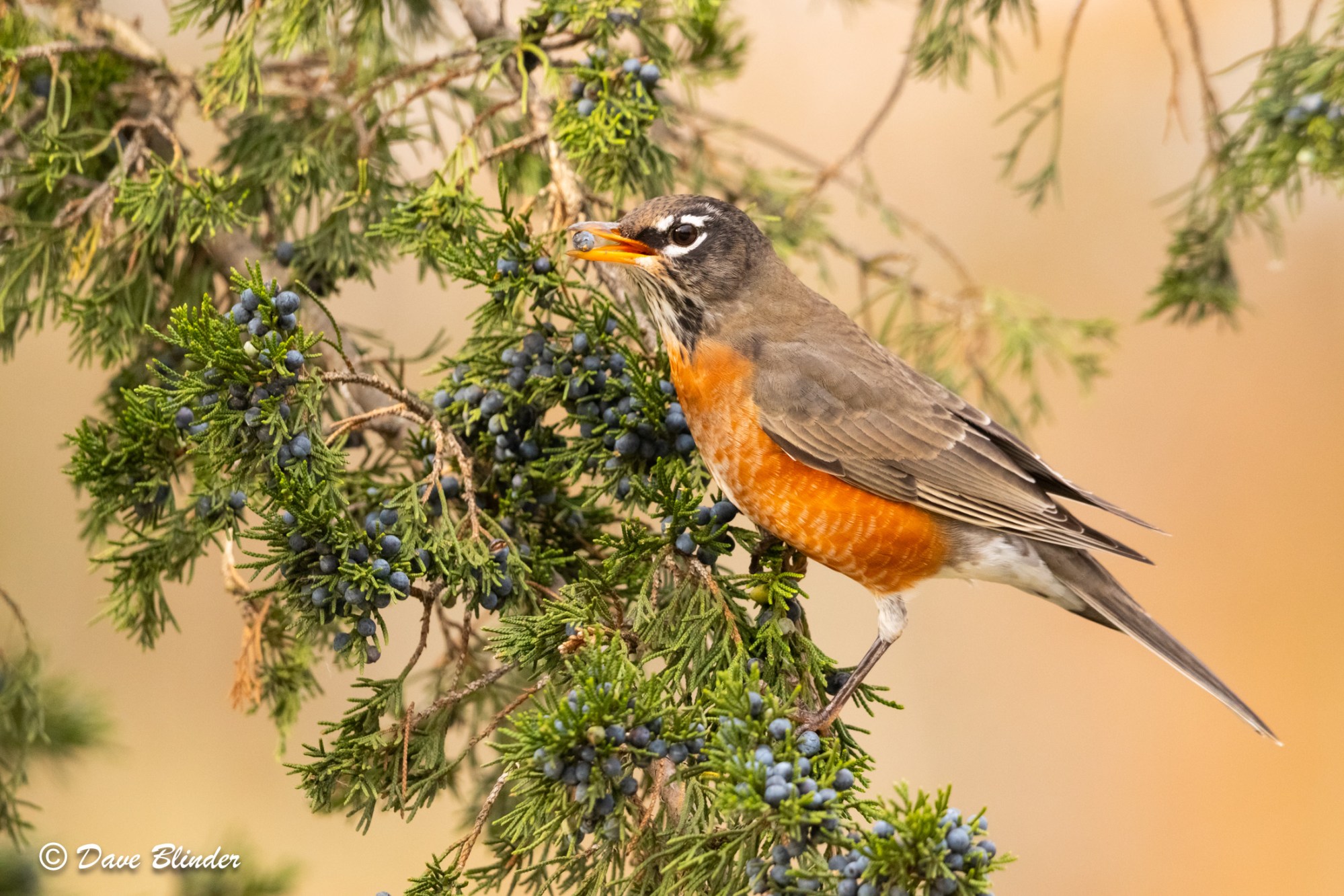 american robin feeding on berries in new jersey